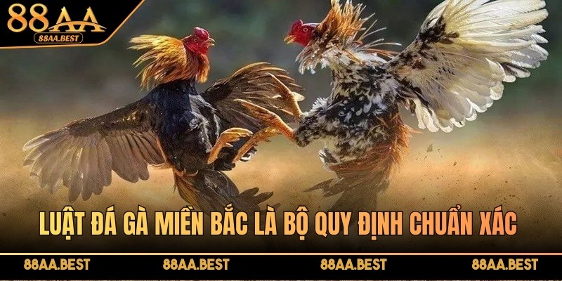 Luật đá gà miền Bắc là gì? Tìm hiểu cách chơi cùng chuyên gia 88AA 2 Luật đá gà miền Bắc là bộ quy định chuẩn xác trong các trận gà chọi