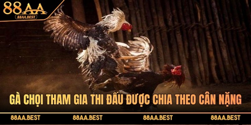 Luật đá gà miền Bắc là gì? Tìm hiểu cách chơi cùng chuyên gia 88AA 3 Gà chọi tham gia thi đấu được chia theo cân nặng, gồm 3 hạng chính